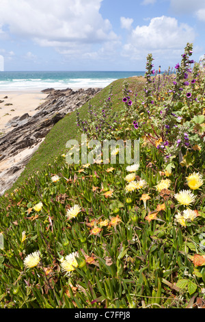 Mesembryanthemum (Livingstone Daisy) wächst auf der Klippe am Fistral Bay, Newquay, Cornwall Stockfoto