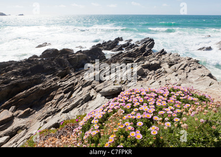 Mesembryanthemum (Livingstone Daisy) wächst auf der Klippe am Fistral Bay, Newquay, Cornwall Stockfoto