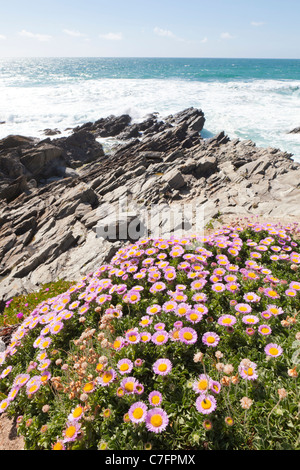 Mesembryanthemum (Livingstone Daisy) wächst auf der Klippe am Fistral Bay, Newquay, Cornwall Stockfoto