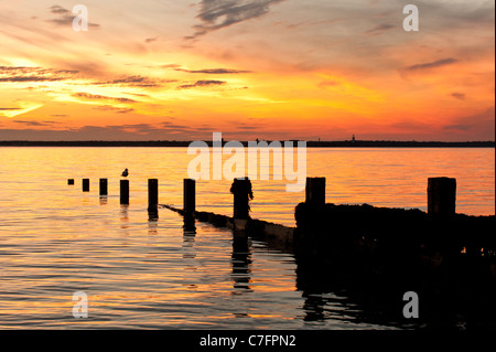 Lone Gull, Sonnenuntergang am Colwell Bay, Isle Of Wight, Großbritannien Stockfoto