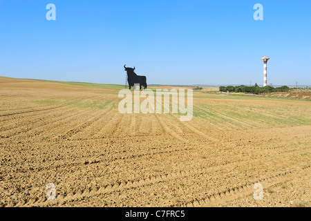 bebauten Gebiet mit Osborne Stier Stockfoto