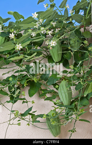 Früchte und Blumen von einem weißen Bladderflower (Araujia Sericifera). Obst et Fleurs d ' une Plante Cruelle (Araujia Sericifera). Stockfoto