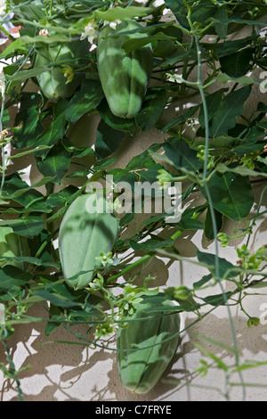 Früchte von einem weißen Bladderflower (Araujia Sericifera). Früchte d ' une Plante Cruelle (Araujia Sericifera). Stockfoto