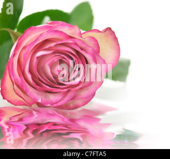 rosa Rose, Nahaufnahme Stockfoto