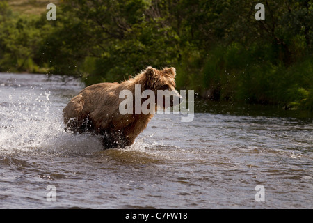 Brown Bear Cub, Ursus Arctos jagen durch den Fluss Stockfoto