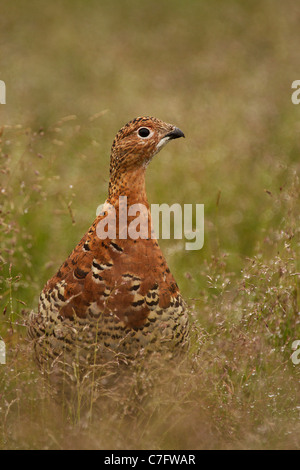 Willow Ptarmigan, Lagopus Lagopus getarnt lange Gras Stockfoto