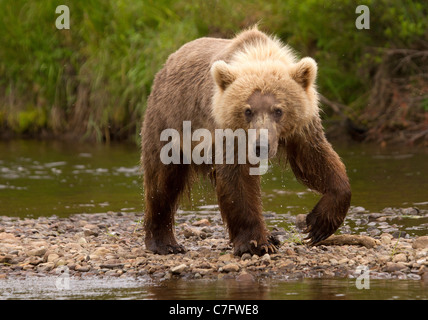 Brown Bear Cub, Ursus Arctos stalking Fisch Stockfoto