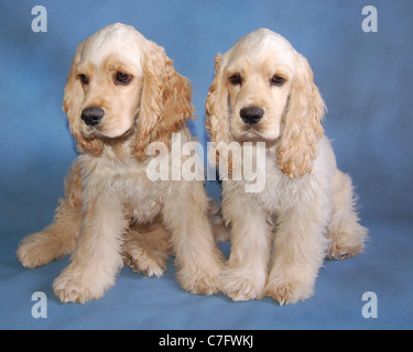 Zwei blonde männliche Cocker Spaniel Welpen, die Brüder auf blauem Hintergrund Stockfoto