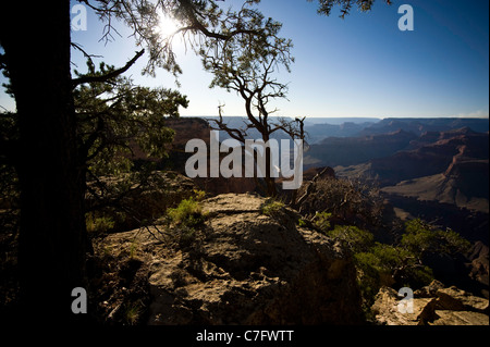 Baum gegen Licht in Grand-Canyon-Nationalpark Arizona USA Stockfoto