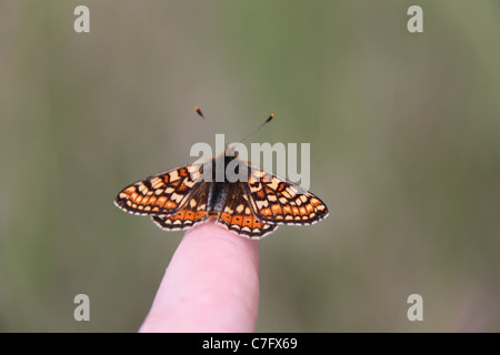 Marsh Fritillary Schmetterling ruht auf meinem finger Stockfoto