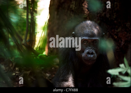 Das Kind von einem Flachlandgorilla in einen natürlichen Lebensraum. Stockfoto