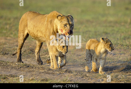 Nach der Jagd mit jungen Löwin. Die Löwin mit einem blutigen Maulkorb zurückgekehrt von der Jagd auf die Kinder zu jungen Löwen. Stockfoto