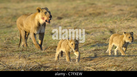 Nach der Jagd mit jungen Löwin. Die Löwin mit einem blutigen Maulkorb zurückgekehrt von der Jagd auf die Kinder zu jungen Löwen. Stockfoto