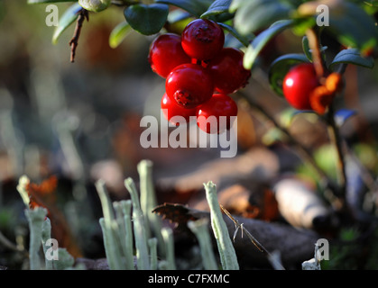 Beeren der Preiselbeere. Leuchtend rote Beeren von einer Preiselbeere wachsen in Moos. Stockfoto