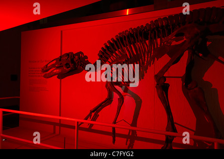 Edmontosaurus annectans Dinosaurier Skelett auf Anzeige in der Ulster Museum, Belfast Nordirland Knochen von Ruth Maurer Steinbruch South Dakota usa Stockfoto