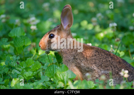Östlichen Cottontail Kaninchen (Sylvilagus Floridanus). Stockfoto