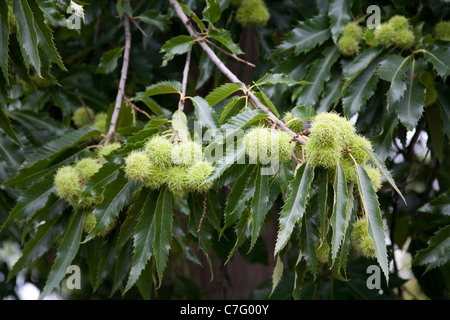 Die Muttern von der süssen Kastanie Castanea Sativa Baum hängen an den Zweigen, UK Stockfoto