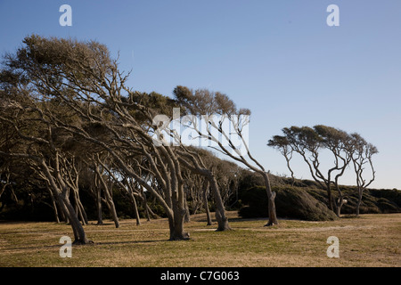 Live Okas an Fort Fisher, North Carolina Stockfoto