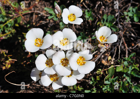 Eine Gruppe von Mariposa Lilien blühen in freier Wildbahn. Yosemite Nationalpark, Kalifornien, USA. Stockfoto