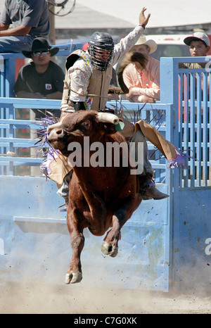 Konkurrent im Bull Riding Event in der Rodeo statt auf der Reservierung Fort Hall, Wyoming, während die jährliche Shoshone Bannock Stockfoto