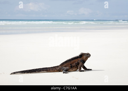 Sonnenbaden in Iguana an einem Sandstrand auf der Insel Santa Cruz auf den Galapagos-Inseln. Amblyrhynchus cristatus Stockfoto