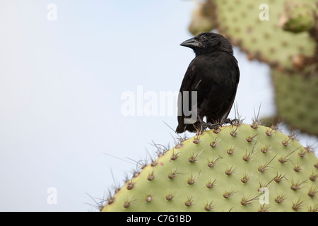 Männlicher Kaktus-Finch (Geospiza scandens), der auf Kaktus aus Stachelpfeifen (Opuntia galapageia) stöhnt Stockfoto