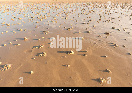 Wattwurm gegossen Interpretation Marina am europäischen Strandsand Lug Wurm Stockfoto