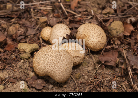 Hart und holzig Pilz Fliegenpilz Blätterteig Kugel Lycoperdon unter Quercus Robur Basidiomyceten Basidiomycota Stockfoto