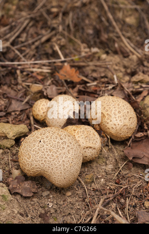 Hart und holzig Pilz Fliegenpilz Blätterteig Kugel Lycoperdon unter Quercus Robur Basidiomyceten Basidiomycota Stockfoto