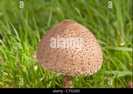 Parasol Pilz Pilze im Rasen Detail Fruchtkörper wachsen Stockfoto