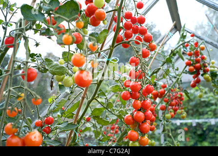 Im Gewächshaus wachsen Strauchtomaten Stockfoto