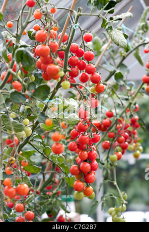 Im Gewächshaus wachsen Strauchtomaten Stockfoto