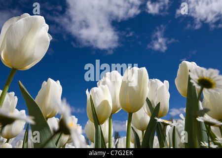 Große weiße Tulpen steigt gegen blauen Himmel Detail, Commonwealth Park, Canberra, Australien Stockfoto