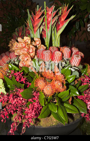 Australische Wildblumen-detail Stockfoto