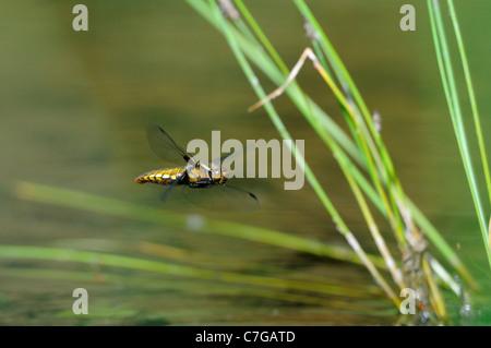Breit-bodied Chaser Libelle (Libellula Depressa) Weibchen im Flug, Oxfordshire, Vereinigtes Königreich Stockfoto