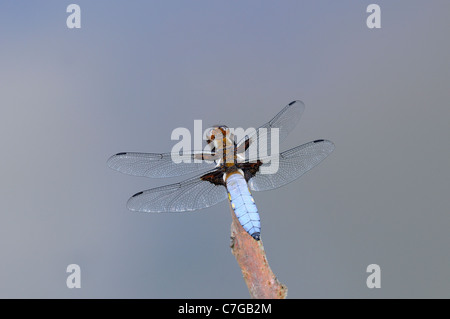 Breit-bodied Chaser Libelle (Libellula Depressa) männlich ruht auf Zweig, Oxfordshire, Vereinigtes Königreich Stockfoto