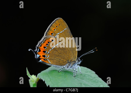 Schwarz Zipfelfalter Schmetterling (Satyrium Pruni) Erwachsenen im Ruhezustand auf Blackthorn Leaf, UK Stockfoto