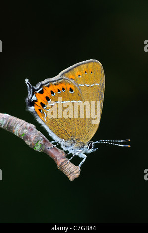 Schwarz Zipfelfalter Schmetterling (Satyrium Pruni) Erwachsenen im Ruhezustand auf Zweig, UK Stockfoto