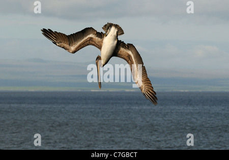 Brauner Pelikan (Pelecanus Occidentalis) Tauchen Tauchen in das Meer, Galapagos-Inseln, Ecuador Stockfoto