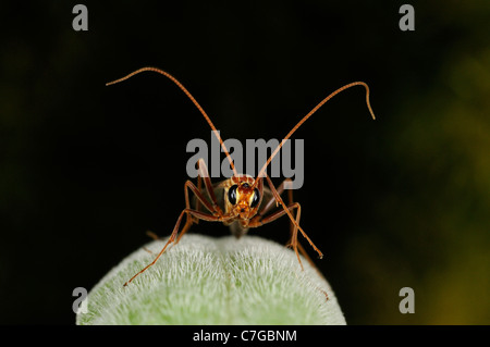 Ichneumon Fly (Ichneumonidae) ruht auf Blatt, Oxfordshire, Vereinigtes Königreich Stockfoto
