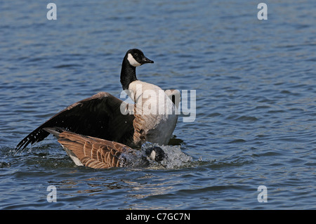 Kanadagans (Branta Canadensis) paar in Wasser waschen und Dehnung nach der Paarung, Oxfordshire, Vereinigtes Königreich Stockfoto