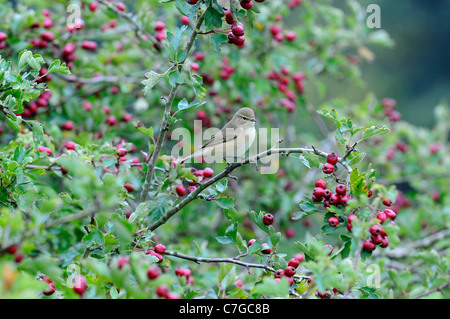 Zilpzalp (Phylloscopus Collybita) thront in Weißdorn Baum, Devon, UK Stockfoto