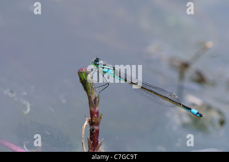 Blau-tailed Damselfly (Ischnura Elegans) weiblich in Ruhe, Oxfordshire, Vereinigtes Königreich Stockfoto