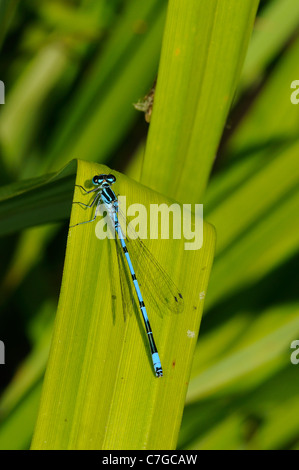 Azure Damselfly (Coenagrion Puella) männlich ruht auf Vegetation, Kent, UK Stockfoto