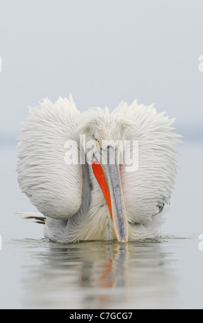 Krauskopfpelikan (Pelecanus Crispus) Erwachsenen in der Zucht Gefieder auf dem Wasser, See Kerkini, Griechenland Stockfoto