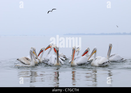 Krauskopfpelikan (Pelecanus Crispus) Gruppe Jagd auf Fische auf dem Wasser, Jugendliche und Erwachsene in der Zucht Gefieder, See Kerkin Stockfoto