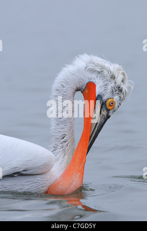 Krauskopfpelikan (Pelecanus Crispus) Erwachsenen in der Zucht Gefieder am Wasser, Angeln mit Bill Beutel erweitert, See Kerkini, Griechenland Stockfoto