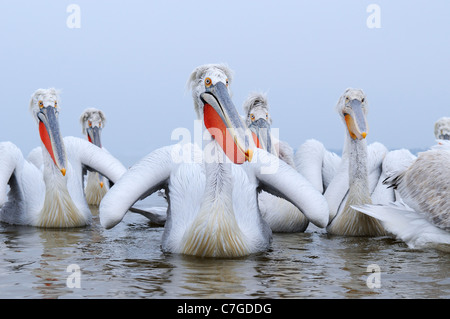 Krauskopfpelikan (Pelecanus Crispus) Gruppe am Wasser, See Kerkini, Griechenland Stockfoto