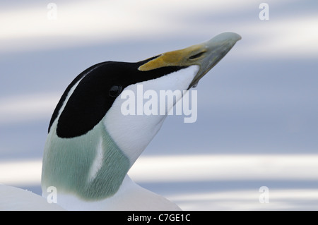 Eiderenten (Somateria Mollissima) Porträt, Norwegen Stockfoto