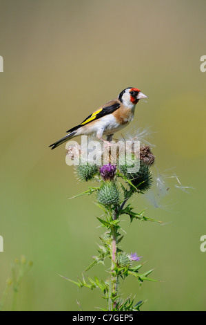 Stieglitz (Zuchtjahr Zuchtjahr) ernähren sich von Mariendistel Samen, Oxfordshire, Vereinigtes Königreich Stockfoto